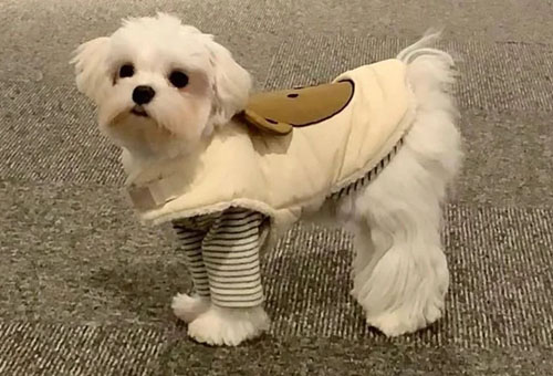 Dog Warm Coat