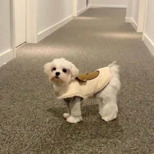 Dog Warm Coat